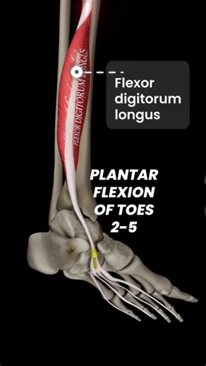The flexor digitorum longus (FDL) action. #anatomy #exercise #spinalcordinjury #motivation