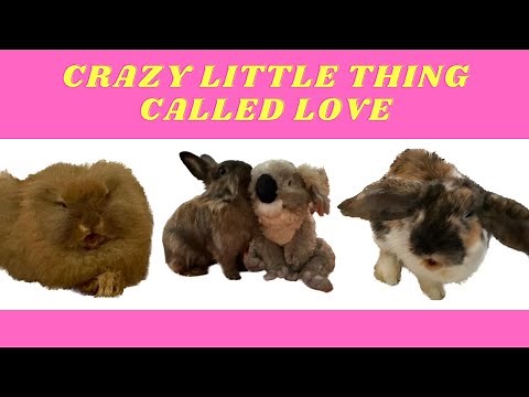 5 Ways to Make Your Rabbit Happy