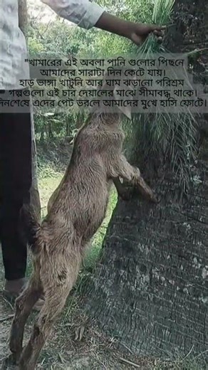 এটাই খামারিদের জীবন | গ্রামের বাস্তব চিত্র | Farmer Life in Bangladesh 2026