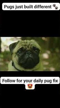 Pugs Being Pugs 🐾 Funny & Cute Pug Compilation 2026