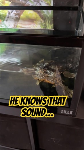 My Turtle Gets SO Excited For These! 🐢🔥