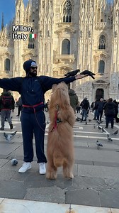 5.8M views · 137K reactions | Crossing off my bucket list locations with my best friend. #dogdad #goldendoodle #traveldog | Brodie That Dood | Facebook