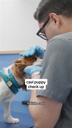 Cavalier Puppy Check-Up: Vet Visit with Bette
