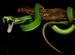 A FREE Snake Book for Kids and Snake Unit Ideas