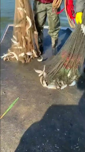 fishing with hoop nets #fishing #fish #net #fishvideo