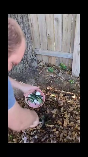 TRENCH COMPOSTING! What is it? Its a different type of compost method - Instead of building a box or buying a $100 compost bin to recycle your kitchen waste. You simply dig a hole/trench and bury your scraps! Here are the 6 benefits to Trench Composting 👇 👉 Leaves more space in your backyard since it goes under ground 👉 Directly enriches your soil 👉 Waste Reduction 👉 Weed reduction 👉 No odor and limits pests 👉 Eco Friendly! I will work on writing a blog about this to go more in depth. Did