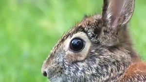 2.6K views · 130 reactions | Eastern Cottontail Rabbit. Nicknamed...