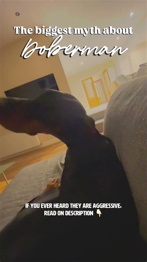 Myths about Doberman