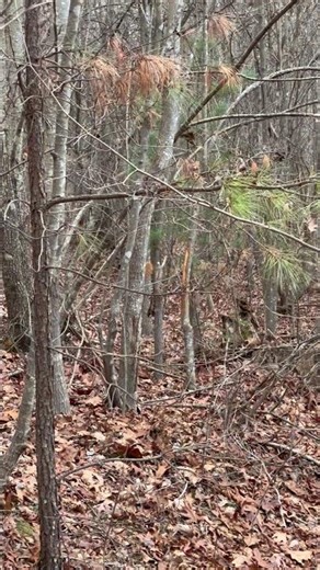 Post rut in Ohio #deerhunt #deerhunting #wildlife #hunting #shorts