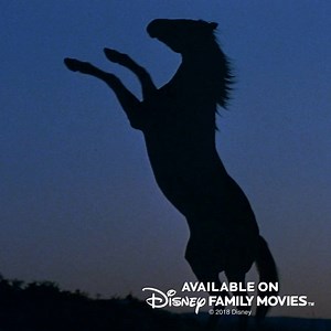 12 reactions | Drama and adventure await in the land Down Under. Watch “Return to Snowy River” on Disney Family Movies. This movie was filmed on location in Australia. True or False? | Disney Family Movies | Facebook