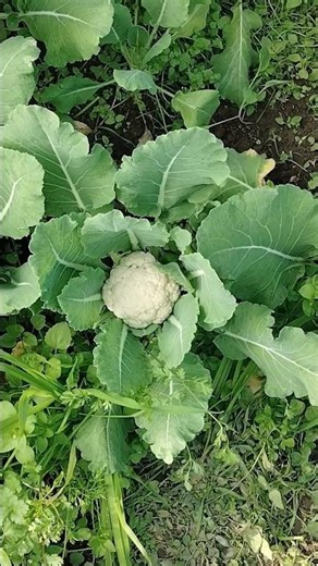 #agriculture #farming