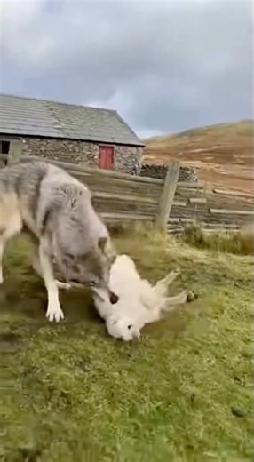 Wolf Attacks a Lamb, Then the Flock Fights Back