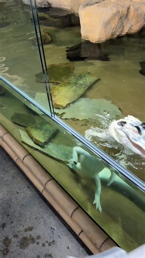 Meet Our Reptile Royalty: Chameleon and Bearded Dragon