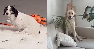 Những chú chó nghịch ngợm khiến gia chủ khóc thét