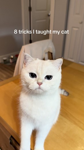 8 Fun Tricks You Can Teach Your Cat