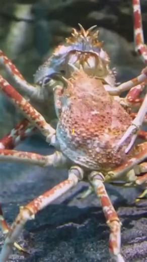 Deep water giant 😱