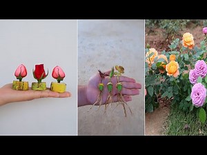 How to grow propagate Rose tree from banana fruit for beginners