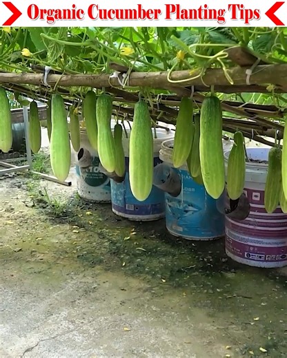 155K views · 2.1K reactions | Many people cultivate cucumbers but do...