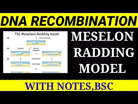 MESELSON RADDING MODEL IN DNA RECOMBINATION ||
