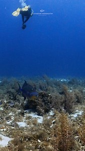510 reactions · 29 shares | Meet the Queen Triggerfish (Balistes vetula). Despite their large size, these fish are extremely shy and are really hard to capture in photos or videos. Their coloring is beautiful! Yucab Reef, Cozumel #queen #queentriggerfish #fish #scuba #scubadiving #underwater #gopro #aoi #underwaterlife #cozumel #buceo #underwaterworld #islacozumel #sanddollarsports | Catherine Anne Underwater Photography | Facebook