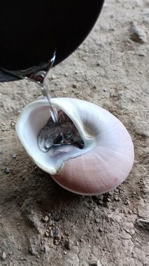 This metal snail shell casting technique is pure satisfaction #shorts #metalart #diy