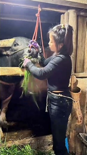 Scientific cattle breeding!