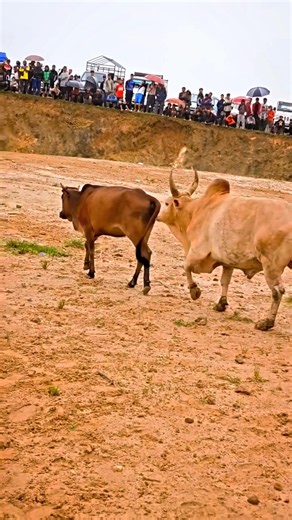 Diffrence between cow 🐄 and Bull 🐂 #bullfarm #bullpower #cowvideos #villagelife #shorts #viral #cows