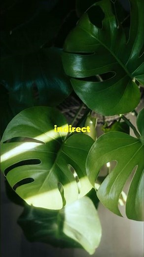 Variegated Monstera Adansonii: The Rare Plant Collectors Are Obsessed With!