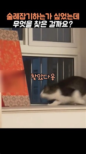 처음엔 술레잡기 하는 줄 알았는데....#고양이 #고양이영상 #고양이쇼츠 #애완동물