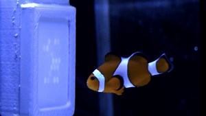 6.8K views · 58 reactions | UQ scientists have developed a UV ‘television’ display designed to help researchers better understand how animals see the world.  Read more: uq.edu.au/news/article/2021/02/ultraviolet-television%E2%80%99-animals-helps-us-better-understand-them Video credit: Valerio Tettamanti | UQ Science | Facebook