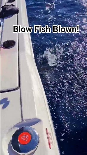 Florida Blow Fish Miss!