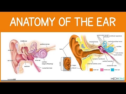 Anatomy of the ear #anatomy
