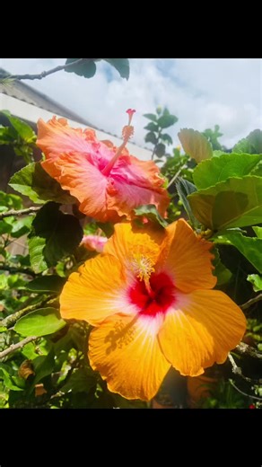 Vida verde Rizo on TikTok