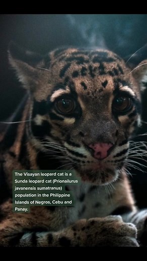 Rare Wild Cats in the Philippines - Endemic Visayan Leopard Cat