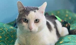 100 Gorgeous Gaelic Cat Names for Your New Kitty