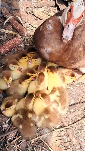 Baby Ducks🐣🐤🐥Too Cute!#ducklings #duckfamily #cuteducks #animals #wildlife #shorts #cuteanimals