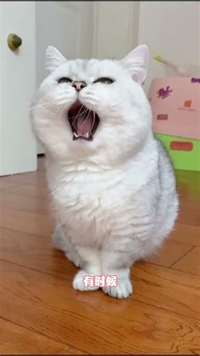 Why Do Cats Always Yawn? The Ultimate Guide for Novice Cat Keepers