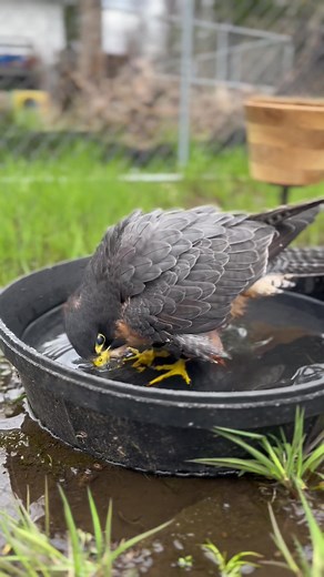 Kerplunk #bath #falcon #peregrine #aplomado #hybrid #ontario #falconryexperience #falconrycentre
