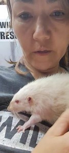 25K views · 4.7K reactions | Love my Buster. He is Rescued red eyed siamese dumbo rat. They make the most amazing pets and are super smart and clean. | Little Bit Wildlife Rescue | Facebook