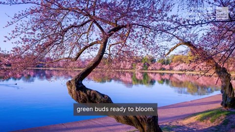 Before you go: DC.’s record cold may delay cherry blossoms