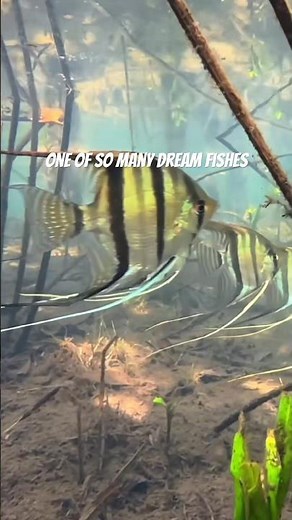 You’ve never seen wild angelfish like this! 🔥🐟 #Aquarium #FishTok #Shorts