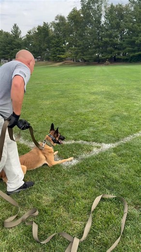 K-9 Ali working on her down en route while getting some training in during HAPDA certification week in Des Moines. | Code 2 K9 Services LLC