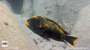 25K views · 1K reactions | Tropheus Week – Day 3 Tropheus “Golden...