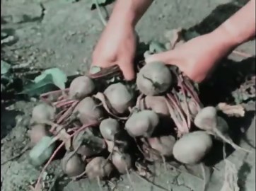 From Seed to Harvest: A Complete Guide to Plant Growth and Gardening