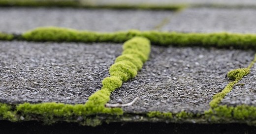 2 easy ways to get rid of moss that don’t involve commercial moss killers