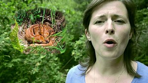 18K views · 261 reactions | Help us keep Michigan’s wildlife in the wild – spread the word! You will likely start seeing fawns around Michigan in May and June. Please remember, it is not uncommon for deer to leave their fawns unattended for up to eight hours at a time! If you find a fawn alone, DO NOT TOUCH IT. Leave the fawn alone and mom will return when she feels it is safe. #KeepMiWild | Michigan Department of Natural Resources | Facebook