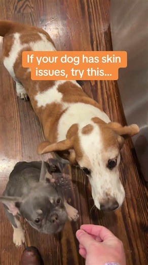 Dog Skin Issues? This Finally Worked #dogshorts