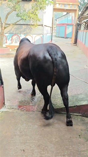 Largest bull of Shirajgonj.