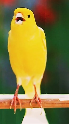 This bird is basking in the warmth ( bird sound)#canary #birds