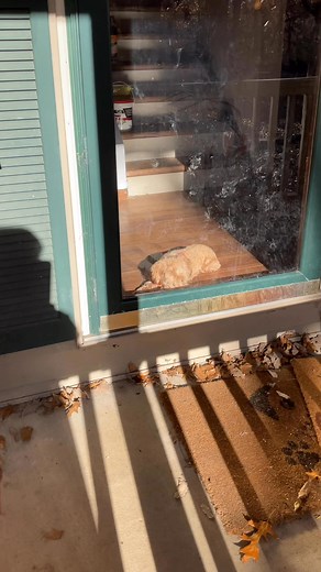 Charlie watching his babies! The F1b Cavapoo puppies enjoying some sunshine! | Woo Hoo Maltipoos, Cavapoos, and Poodles | Facebook